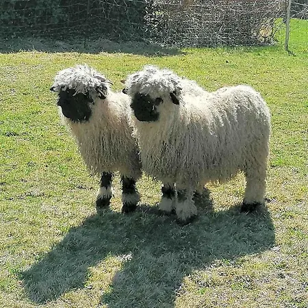 Bitschnau 宾馆