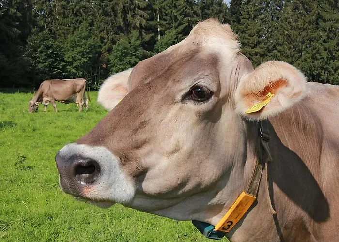 Inn Bitschnau Lindenberg im Allgau